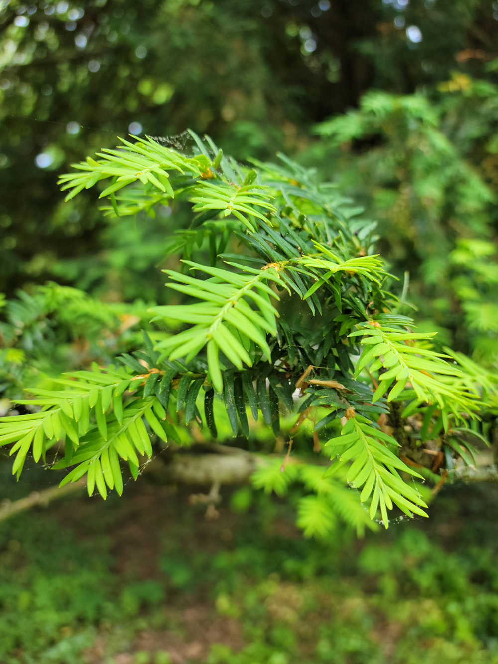 English Yew Laurel Hill