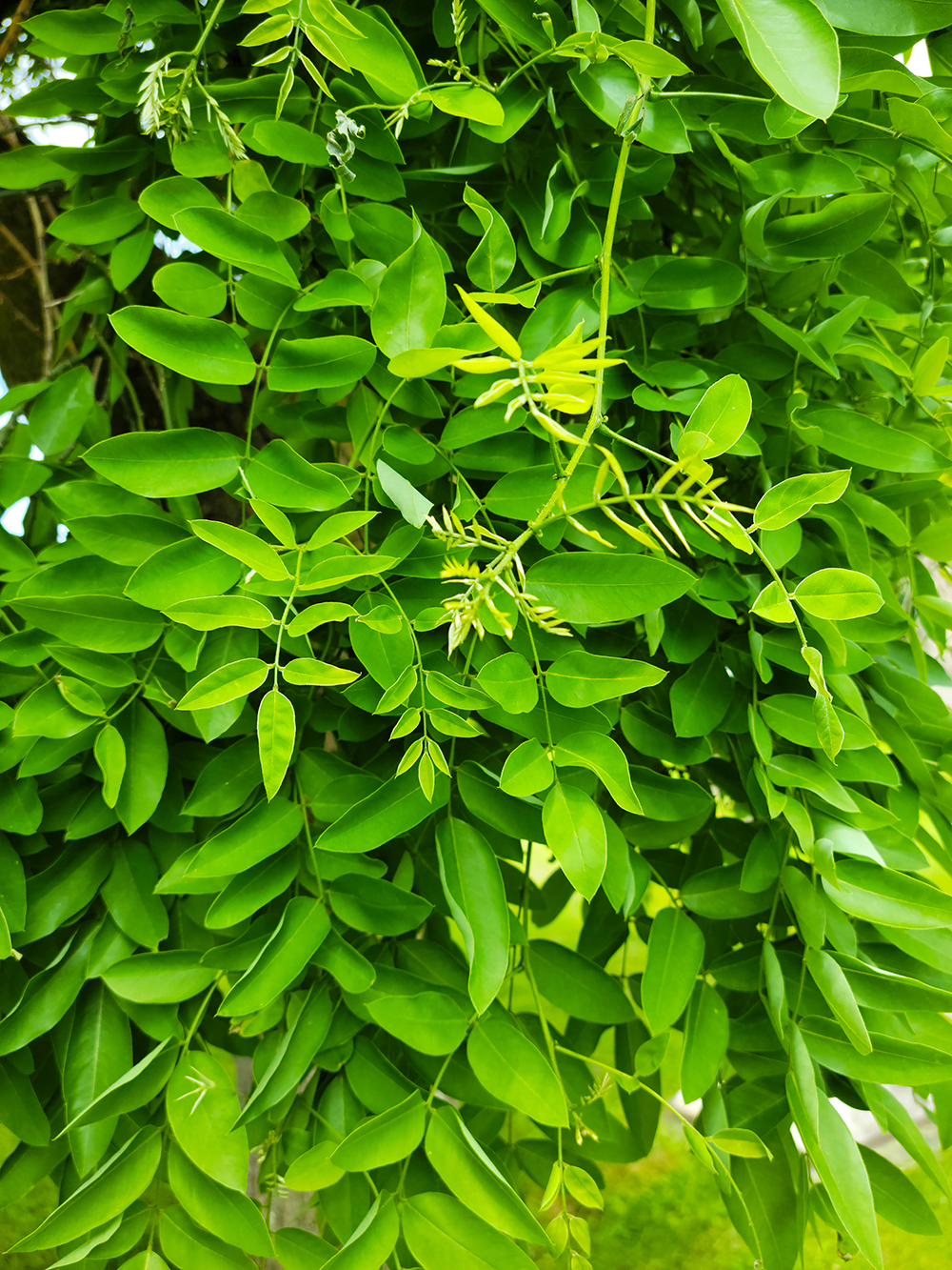 Weeping Japanese Pagoda Tree