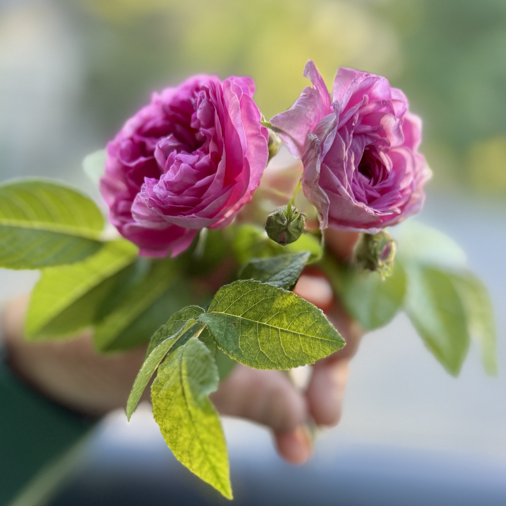 Roses at Laurel Hill East