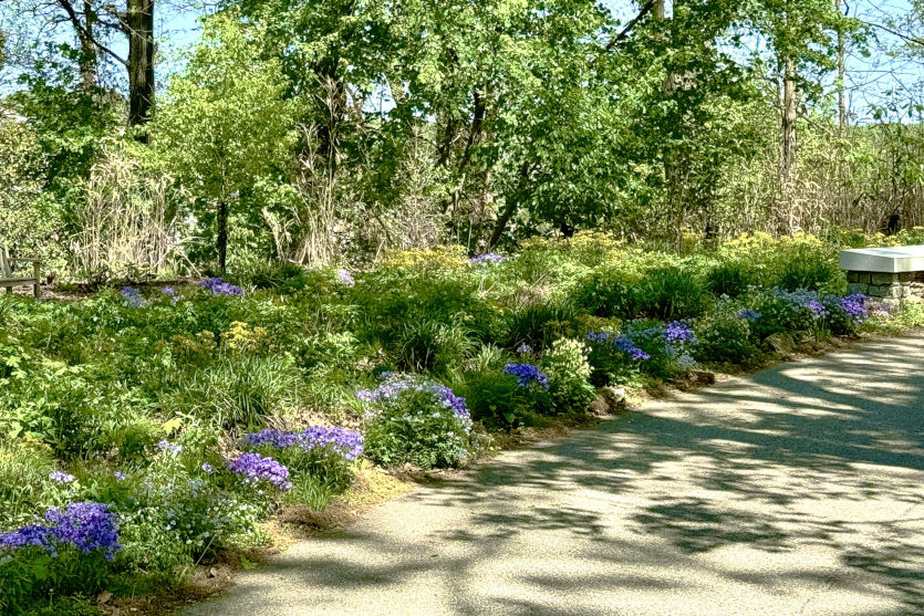 Bala Green at Laurel Hill West